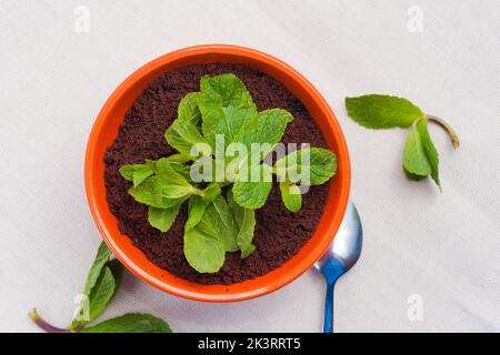 Leckere beliebte Tiramisu Dessert in einem ungewöhnlichen Topf servieren. Draufsicht Stockfoto