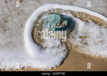 28. September 2022, Schleswig-Holstein, Westerland/Sylt: Eine blaue Nesselqualle wird im Sonnenschein am Brandenburger Strand vom Wasser gewaschen. Foto: Frank Molter/dpa Stockfoto