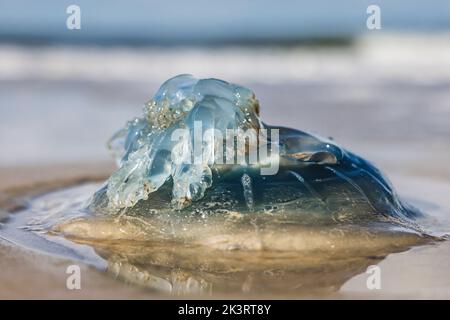 28. September 2022, Schleswig-Holstein, Westerland/Sylt: Eine blaue Nesselqualle liegt am Brandenburger Strand in der Sonne. Foto: Frank Molter/dpa Stockfoto