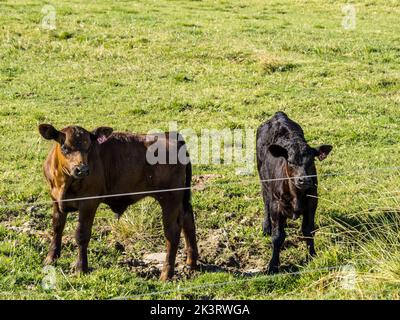 Zwei junge Angus-Kälber, die auf einem Feld hinter einem elektrischen Fenceat im Merced National Wildlife Refuge im Central Valley von Kalifornien, USA, stehen Stockfoto