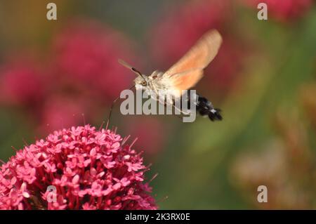 Eine Kolibri-Falkenmotte (Macroglossum stellatarum) schwebt und füttert von einer seascale-Blume, East Yorkshire - England Stockfoto