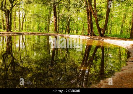 Von Bäumen gesäumter Teich mit wunderschönen Reflexionen in den Antrim Castle Gardens Stockfoto