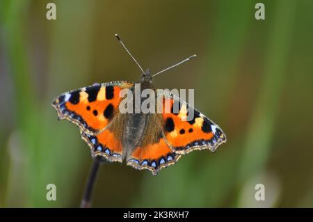 Kleiner Tortoiseshell-Schmetterling (Alglais urticae), der sich auf einer Verbena bonariensis-Blüte vor dem verschwommenen Hintergrund von Wiesenblumen ernährt - England Stockfoto