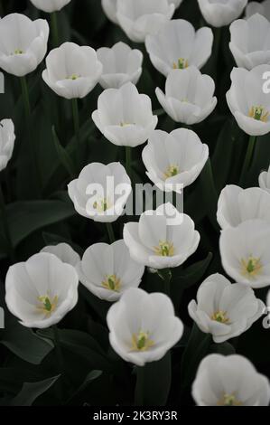 Weiße Triumph-Tulpen (Tulipa) Königliche Jungfrau blüht im März in einem Garten Stockfoto