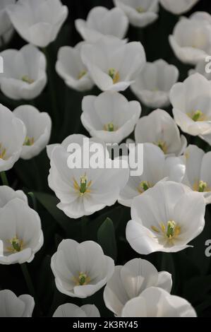 Weiße Triumph-Tulpen (Tulipa) Königliche Jungfrau blüht im März in einem Garten Stockfoto