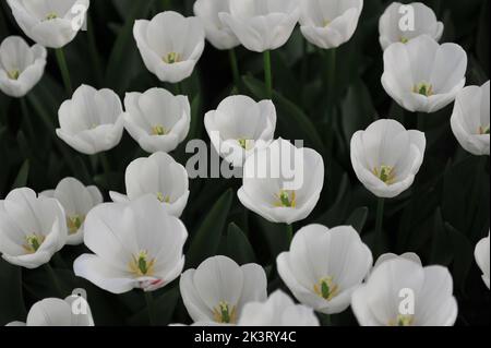 Weiße Triumph-Tulpen (Tulipa) Königliche Jungfrau blüht im März in einem Garten Stockfoto