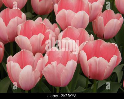 Im März blühen die rosa Darwin Hybrid Tulpen (Tulipa) Lachs im Garten Stockfoto