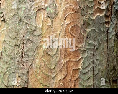 Baumrindenmuster für Hintergrund und Textur Stockfoto