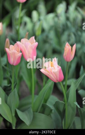 Aprikosenrosa Triumph Tulpen (Tulipa) Sanne blüht im März in einem Garten Stockfoto