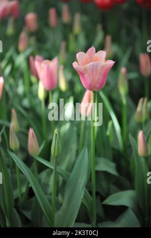 Aprikosenrosa Triumph Tulpen (Tulipa) Sanne blüht im März in einem Garten Stockfoto