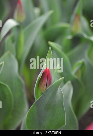 Rote Triumph-Tulpen (Tulipa) im März blüht der Scharlachflug in einem Garten Stockfoto