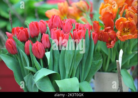 Ein Strauß roter Triumph-Tulpen (Tulipa) Seadov blüht im April in einem Garten Stockfoto