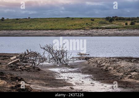 Dürrezustände und rückläufige Wasserstände setzen die Überreste von skelettartigen toten Bäumen im Colliford Lake Reservoir auf Bodmin Moor in Cornwall im aus Stockfoto