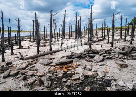 Ein Stand aus alten toten Skelettbäumen und Steinen aus alten, von Menschen geschaffene Strukturen errichtet Wände, die durch herabfallende Wasserstände, die durch schwere Dürre CO verursacht werden, gefährdet sind Stockfoto