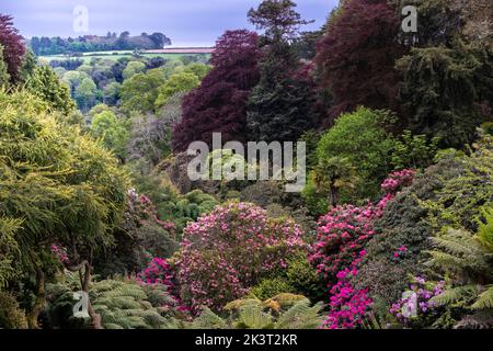 Die spektakulären Farben des subtropischen Trebah Garden im Frühling in Cornwall in Großbritannien. Stockfoto