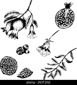 Set von handgezeichneten schwarzen Granatapfel geschnitten, Blume, Zweig und Blätter isoliert auf weißem Hintergrund. Skizzendarstellung für Menüdesign, Logo, Produk Stock Vektor