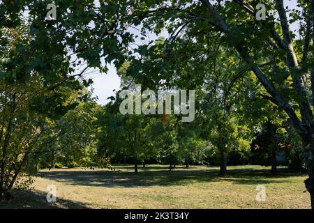 Die Bäume im Park im Frühling, im zentralen Park Stockfoto
