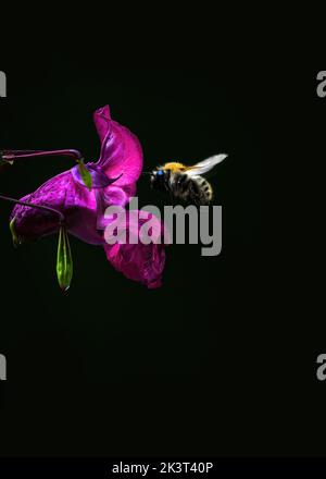 Ein rosa Himalaya-Balsam ( Impatiens glandurifera ) mit fliegender Biene, schwarzem Hintergrund, Nahaufnahme, Minimalismus, negativer Raum Stockfoto