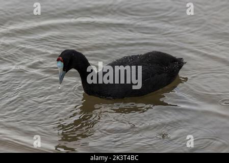 Rotknotenhuhn, Fulica cristata, im Naturpark El Hondo, Gemeinde Crevillente, Provinz Alicante, Spanien Stockfoto