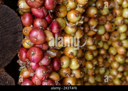 Zwiebelzopf. Gelbe und rote Zwiebeln hängen in Büschen. Zwiebeln ernten. Stockfoto