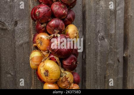 Zwiebelzopf. Gelbe und rote Zwiebeln hängen in Büschen. Zwiebeln ernten. Stockfoto