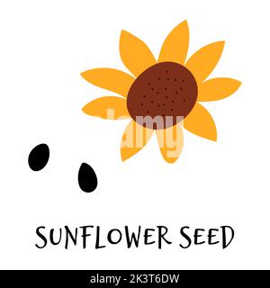 Vektor-Illustration von Sonnenblumenkernen in Hand gezeichnet flach Stil. Doodle frische gesunde Lebensmittel Stock Vektor