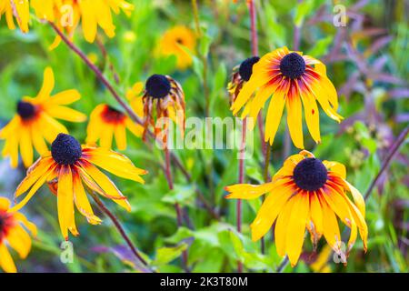 Schwarzäugige Susan im Garten, hässliche Blüten nach Herbstfrost. Nahaufnahme von nassen großen gelb-roten Rudbeckia-Blüten nach Regen, Herbstblumen im Garten. Se Stockfoto