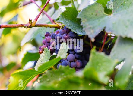 Bunche von reifen roten oder blauen Trauben auf Reben, selektiver Fokus. Natürliche Ansicht des Weinbergs mit Trauben in der Natur im Garten mit enger Schärfentiefe, Monde Stockfoto