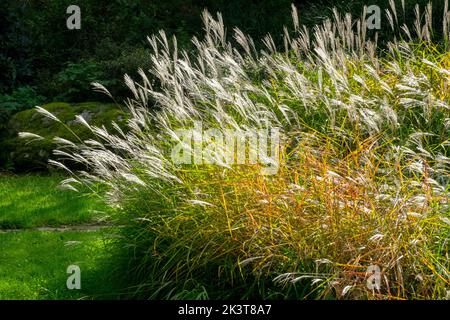 Miscanthus sinensis 'Purpurascens' Herbst Miscanthus sinensis im Garten Herbstgräser Flame Grass Garten Eulalia Stockfoto