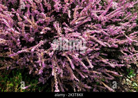 Rosa Calluna-Heidekraut „Annemarie“, Calluna vulgaris, gemeine Heidekraut, Perennial Ling, schottische Heidekraut, Blühende Blumen Stockfoto