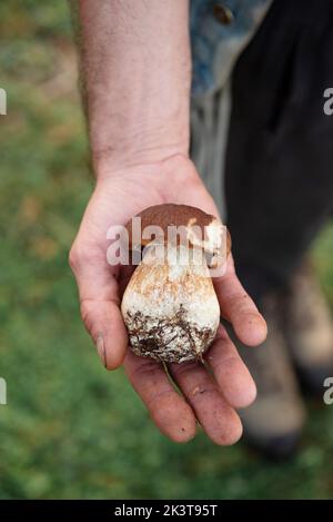 Nahaufnahme einer Hand, die einige Pilze im Wald hält Stockfoto
