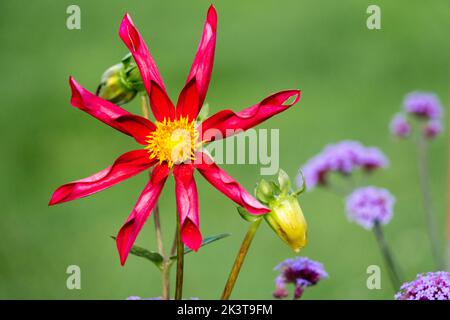 Dahlia Orchideen-blühende Gruppe Red Dahlia 'Honka Red' Dahlia Blumenkopf Grüner Hintergrund Dahlia mehrjährige Blume Stockfoto