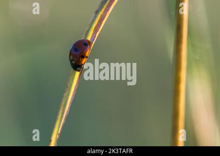 Gefütterte Orbis Weberspinne in der Morgensonne Stockfoto