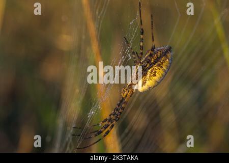 Orb Weberspinne im Netz in der Morgensonne Stockfoto