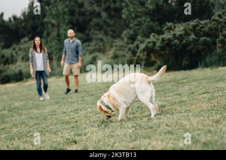 Paar Mann und Frau Training liebenswert aktiven Labrador Retriever werfen einen Stock Stockfoto