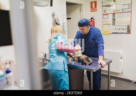 Tierärzte, die sich für die Operation in der Nähe von Katze am Tisch vorbereiten Stockfoto