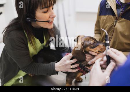 Crop Ärzte in Uniform halten Hund und mit medizinischen Werkzeug im Zimmer Stockfoto