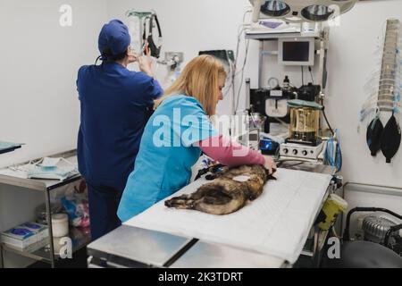 Seitenansicht von Tierärzten in Uniformen, die sich auf die Operation einer Katze vorbereiten, die auf dem Tisch im Operationsraum liegt Stockfoto