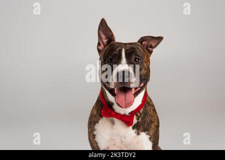 Reinrassiger staffordshire Bullterrier in roter Fliege isoliert auf grauem, stockem Bild Stockfoto