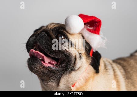 Reinrassige Pug Hund in santa Hut suchen isoliert auf grau, Stock Bild Stockfoto