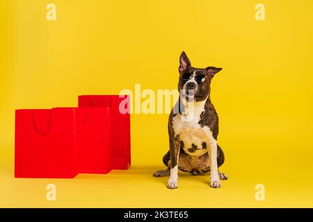 Reinrassige staffordshire Bullterrier in stilvollen Sonnenbrillen sitzen in der Nähe von roten Einkaufstaschen auf gelb, Stockbild Stockfoto