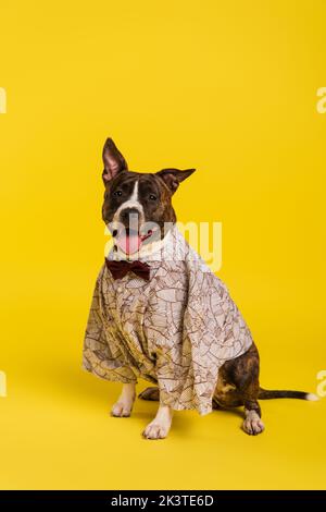 Reinrassige staffordshire Bullterrier im Cape mit Fliege auf gelb sitzend, Stockbild Stockfoto