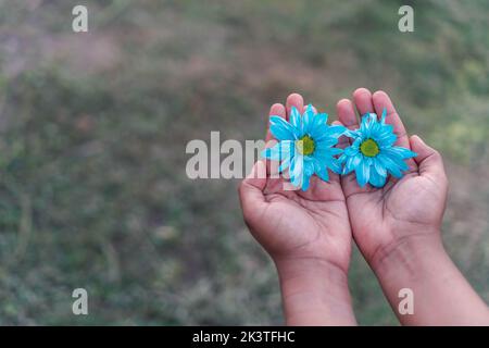 Von oben der Ernte unkenntlich Weibchen mit zarten Knospen von blauen Gänseblümchen in den Händen stehend auf grüner Wiese Stockfoto