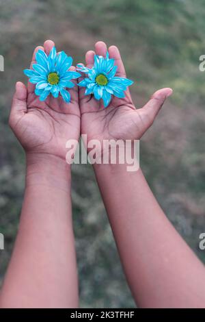 Von oben der Ernte unkenntlich Weibchen mit zarten Knospen von blauen Gänseblümchen in den Händen stehend auf grüner Wiese Stockfoto