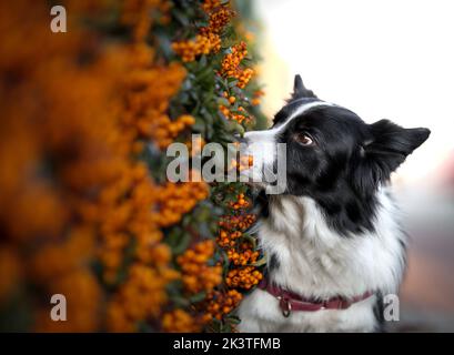 Border Collie schnuppert an scharlachroten Firethorn. Neugieriger Schwarz-Weiß-Hund mit Orange Pyramicantha. Stockfoto
