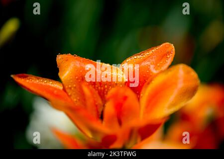 Makroaufnahme von Wassertropfen auf einer orangefarbenen Tulpe beim Canadian Tulip Festival in Ottawa, Ontario, Kanada Stockfoto