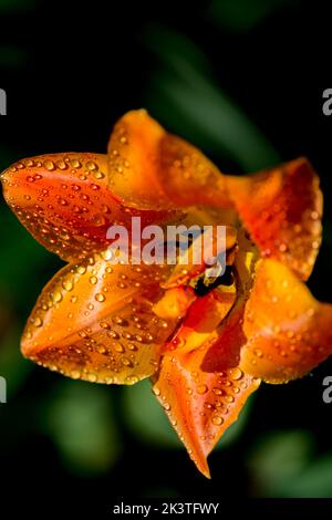 Makroaufnahme von Wassertropfen auf einer orangefarbenen Tulpe beim Canadian Tulip Festival in Ottawa, Ontario, Kanada Stockfoto