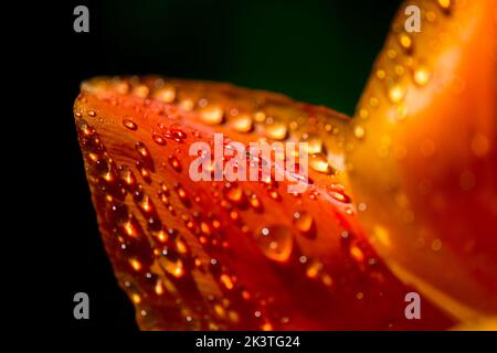 Makroaufnahme von Wassertropfen auf einer orangefarbenen Tulpe beim Canadian Tulip Festival in Ottawa, Ontario, Kanada Stockfoto