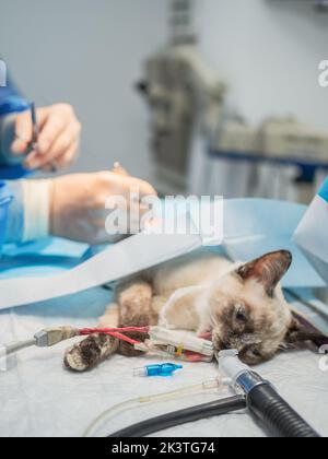 Nicht erkennbarer Tierarzt in Latexhandschuhen, die eine Operation an einer kleinen Katze unter Narkose durchführen Stockfoto