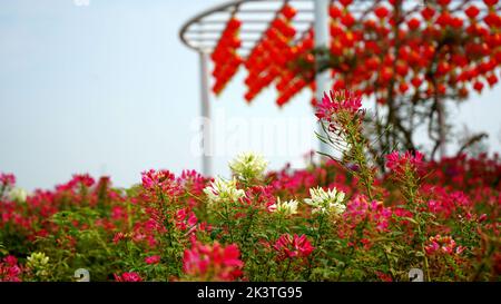 Eine Nahaufnahme von Cleome hassleriana, bunte Spinnenblumen im Garten. Stockfoto